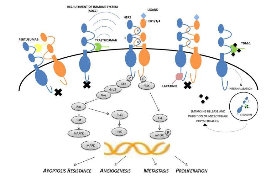 柳叶刀关于癌症,柳叶刀关于癌症药物