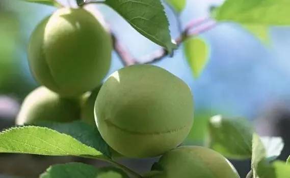 只有潮汕人才知道的花生牛奶,汕头特色水果品种有哪些