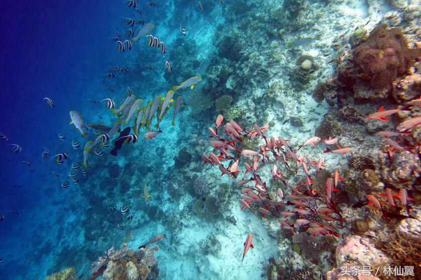 马尔代夫十佳海岛,马尔代夫最好的十个岛排名