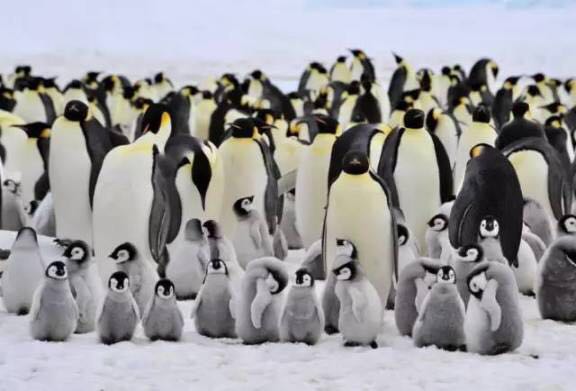 重庆欢乐海底世界儿童节门票,重庆欢乐海底世界海洋馆价格