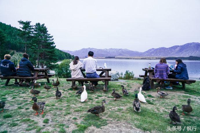 新西兰星空小镇最全攻略,新西兰tekapo旅游攻略