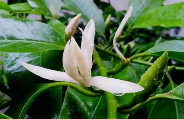 适合室内种植又有香味的植物,四季开花而且花香好养的植物