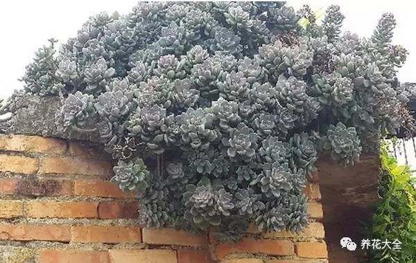 农村瓦房顶上常见多肉 (房顶上都是多肉视频)