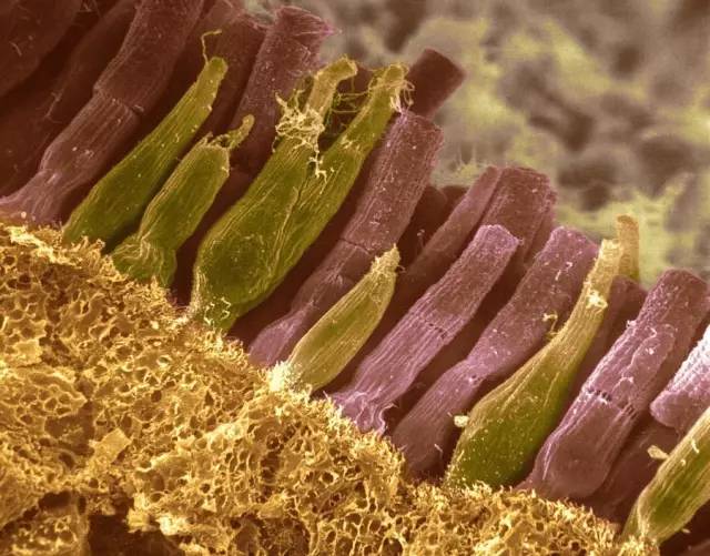 色盲也是超能力？英国专招色盲做夜间侦察兵