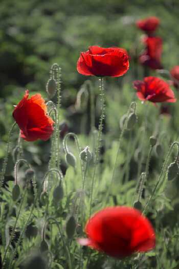 月经量越来越少是不是绝经的前兆,45岁月经量越来越少是什么原因