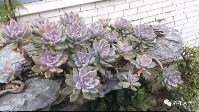 农村瓦房顶上常见多肉 (房顶上都是多肉视频)