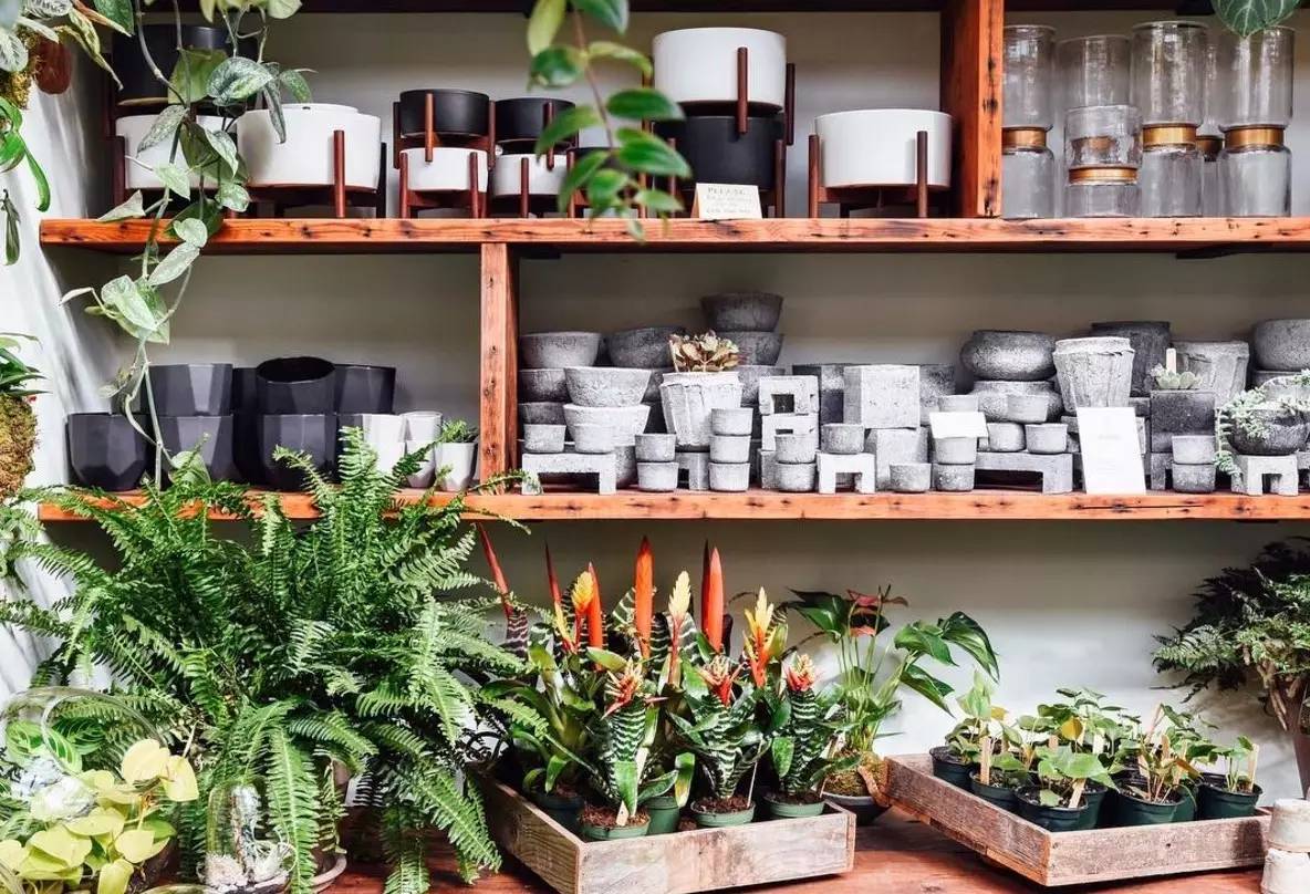 卖的最好的植物店,植物店能买到哪些植物