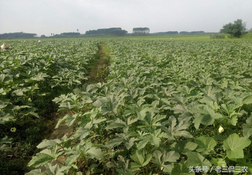 人参国际市场价格,人参在国外有市场吗