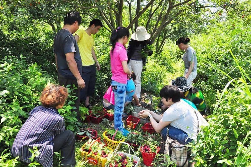 看到杨梅树会怎么样,杨梅里面有白色的虫子怎么回事