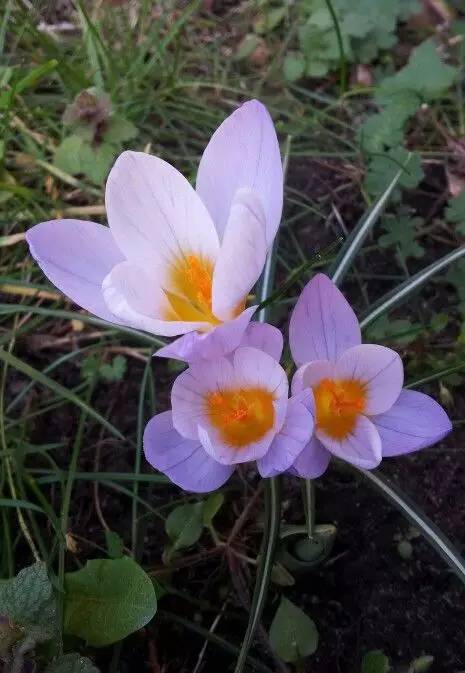 罕见的花红色,正宗藏红花西藏的藏红花