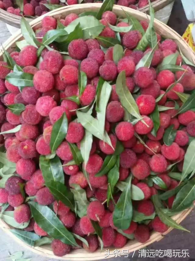 正宗杨梅酒制作方法与步骤,杨梅酒的制作全过程