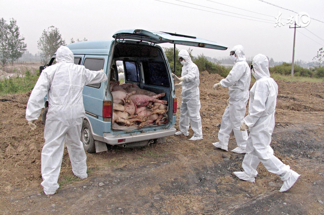 仔猪红痢发病图片,仔猪胀肚拉稀怎么治疗