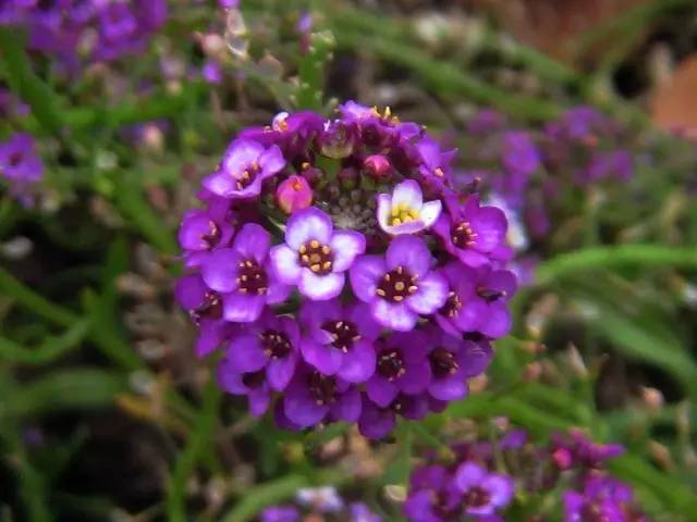 适合室内种植又有香味的植物,四季开花而且花香好养的植物