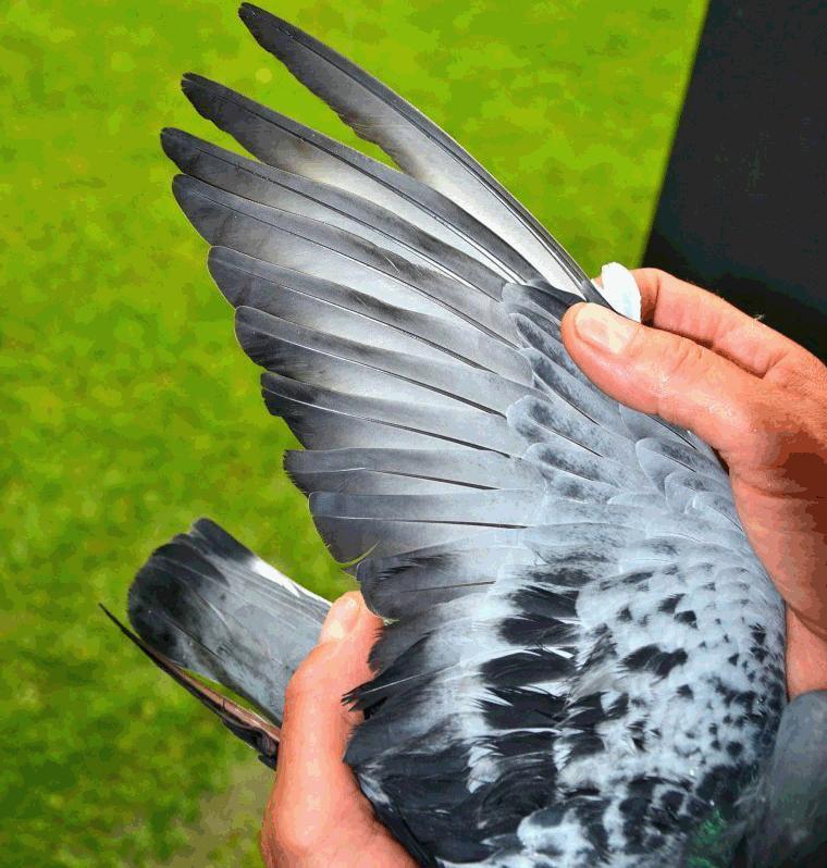 比利时赛鸽比赛视频,比利时赛鸽中长距离有哪些赛事