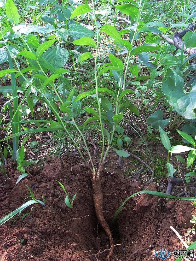 同样是参,人参、沙参、太子参、*党**参,你都知道补什么么?