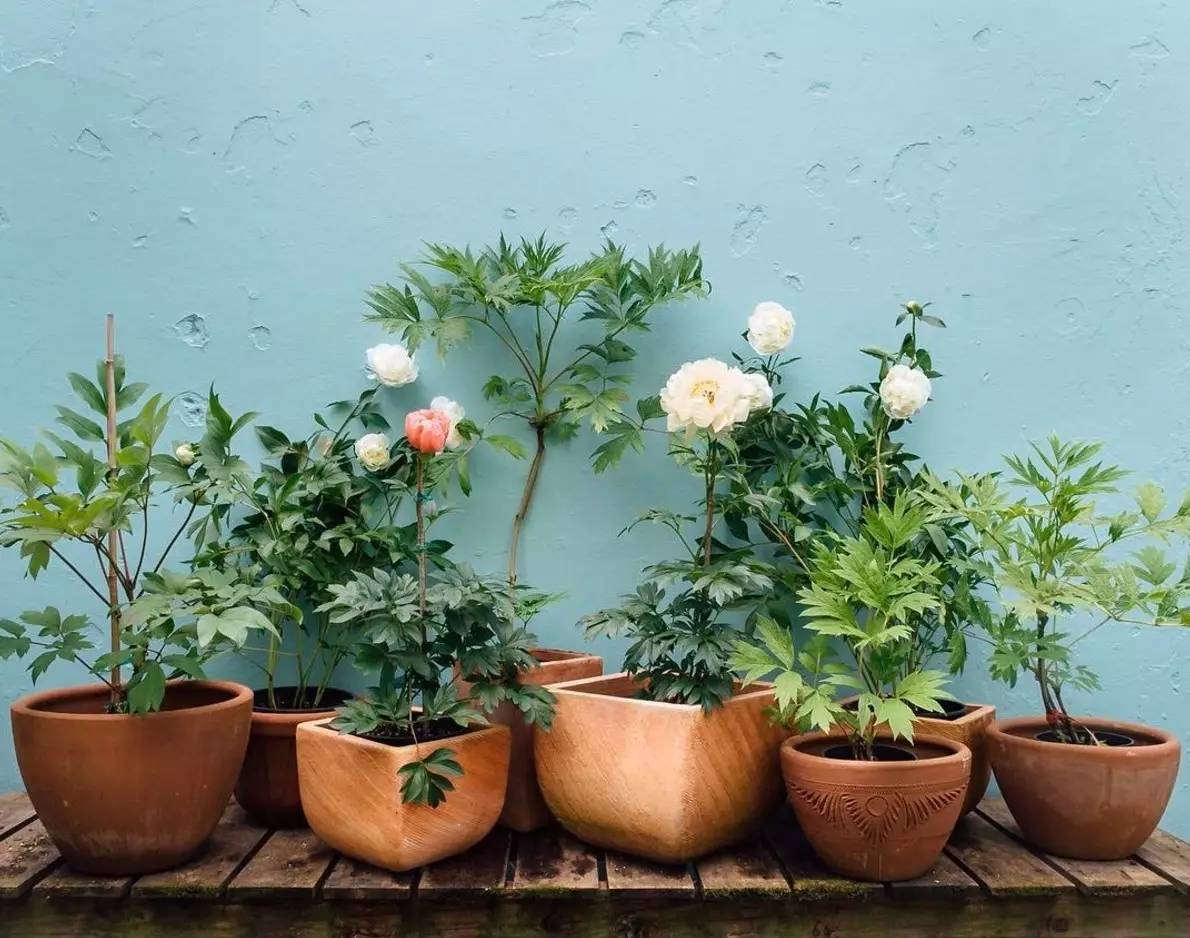 卖的最好的植物店,植物店能买到哪些植物