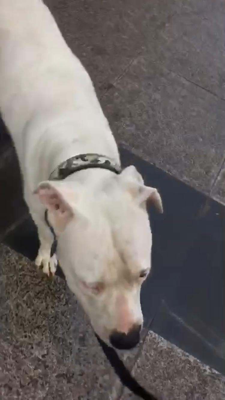 救助流浪杜高犬,被遗弃的子宫脱垂的狗