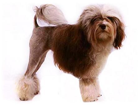 藏獒5000万世界上最贵的宠物吗,为什么世界第一贵狗不是藏獒