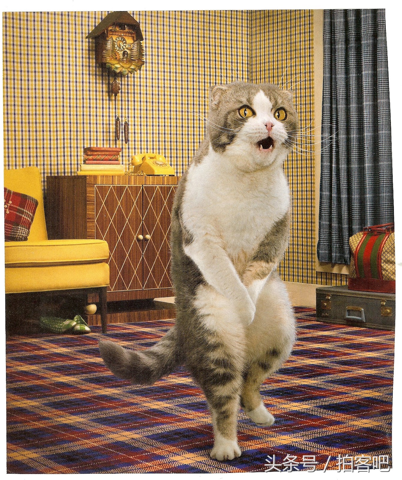 喵星人和谐相处,喵星人为什么会乱撒尿