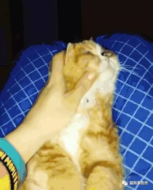 为什么猫可以让一个人的心情变好,猫能使人成熟的从来不是岁月