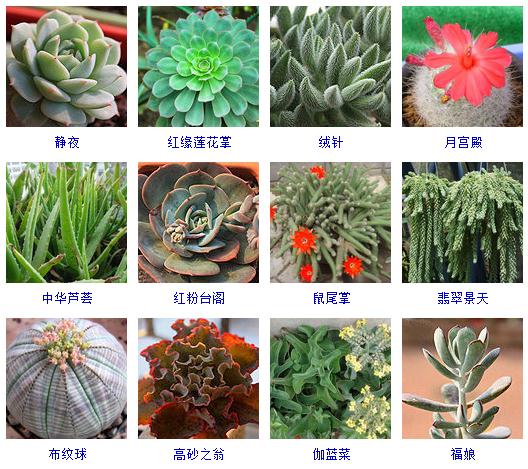 适合阳台养的多肉植物有哪些,100种常用多肉植物