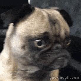 你做好巴哥犬夏季生活的安排了吗？