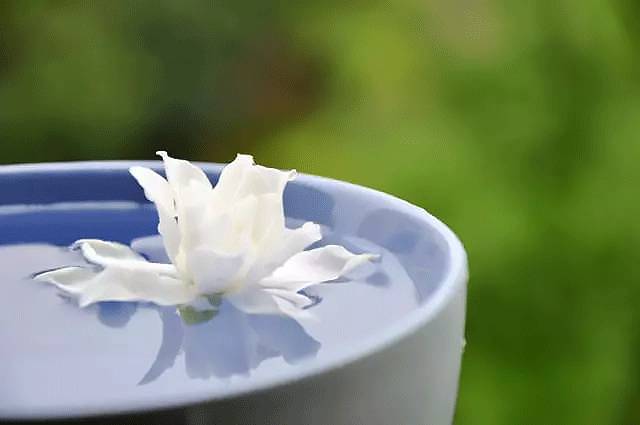 人间栀子花,人间栀子