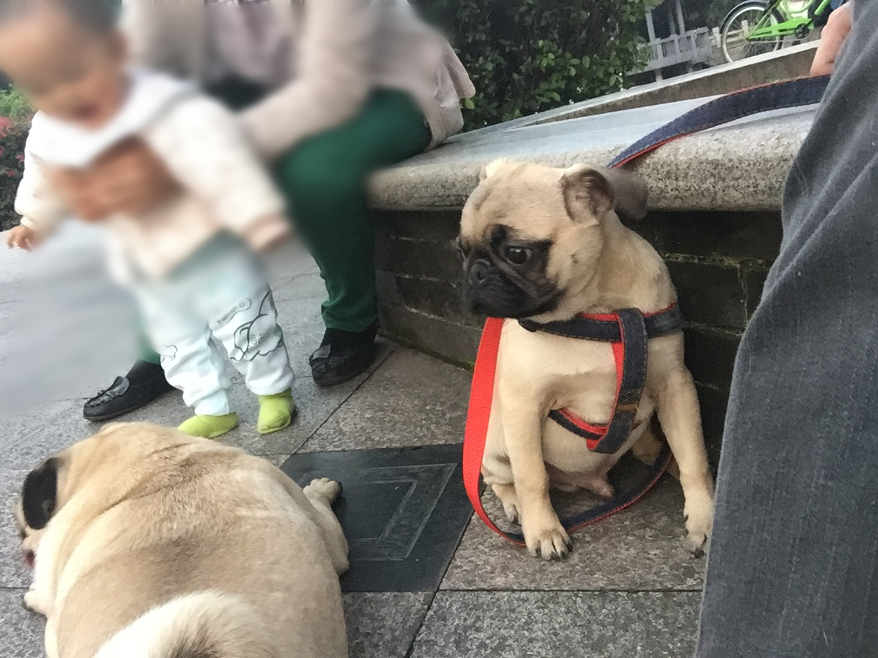 家有傻狗乐趣多,家有傻狗铲屎官的乐趣