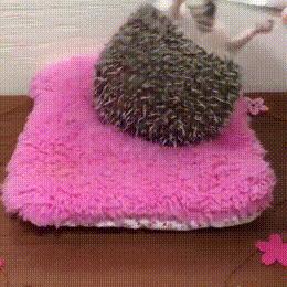 大爷的遮阳工具堪称完美,整体搭配又如此清新脱俗