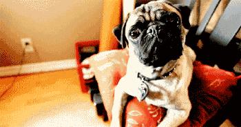 你做好巴哥犬夏季生活的安排了吗？