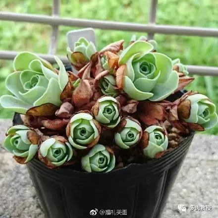 多肉的奇特之处,养的多肉长了蘑菇