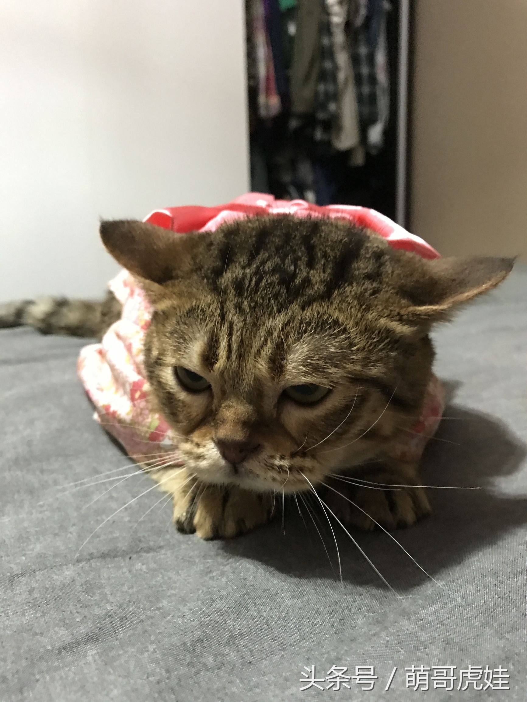 胖乎乎的喵星人妹子，穿上小衣服怎么拍都美美哒，铲屎的边拍照边被萌得满脸血啊