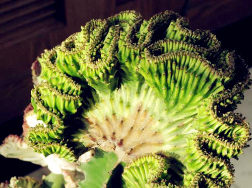 这些多肉自带臭味入手需谨慎,多肉的汁液进到眼睛怎么办