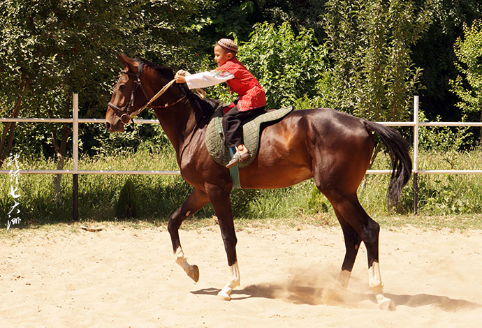 土库曼斯坦血统最纯的汗血宝马,土库曼斯坦最顶级汗血宝马