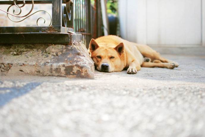 狗狗怕孤独怎么处理,狗狗突然脾气暴躁爱拆家