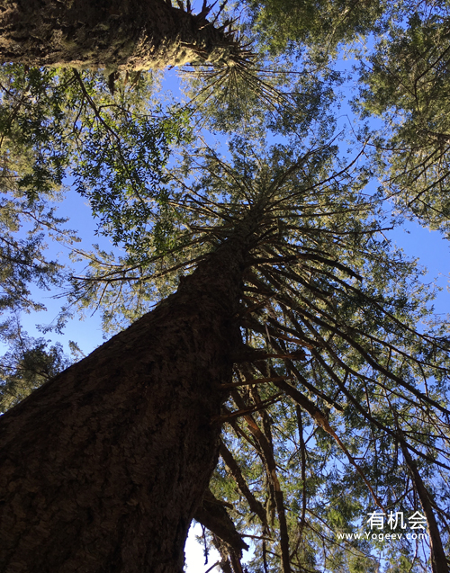 现实中的魔法森林,魔法森林教学课件