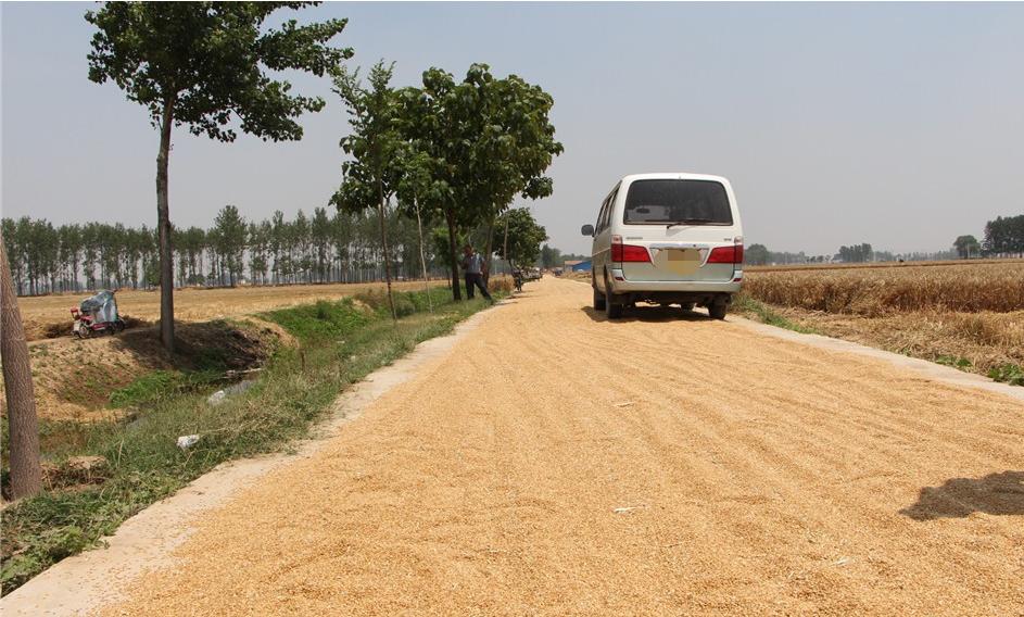 纵横田间，麦收不将就，这款山东“壮汉”收割机就是猛