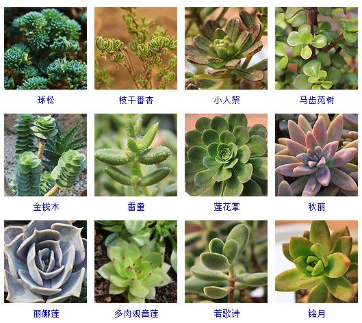 适合阳台养的多肉植物有哪些,100种常用多肉植物