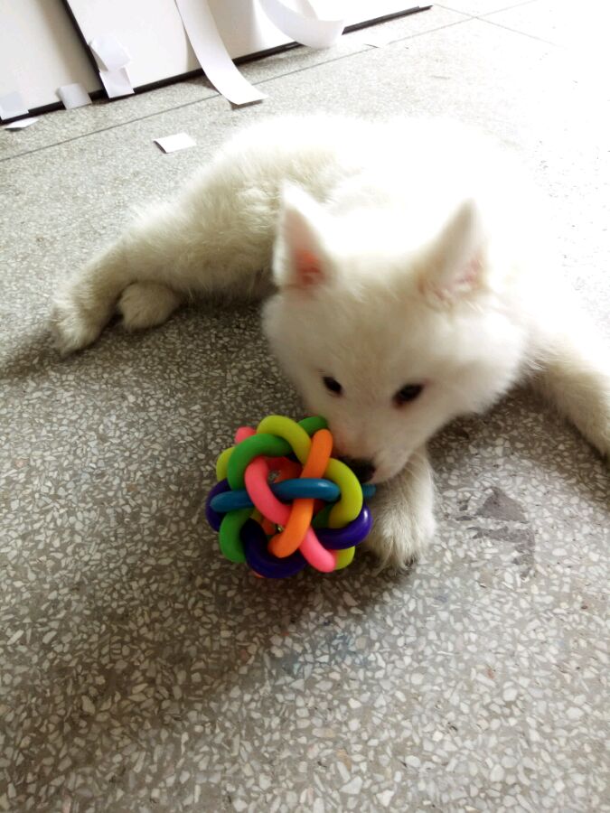 刚到家的萨摩耶活泼正常嘛,萨摩耶无精打采拉稀还不吃东西