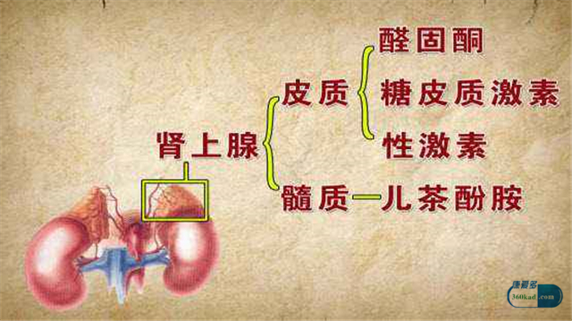 肾上腺恶性肿瘤活多久,肾上腺肿瘤怎么导致的