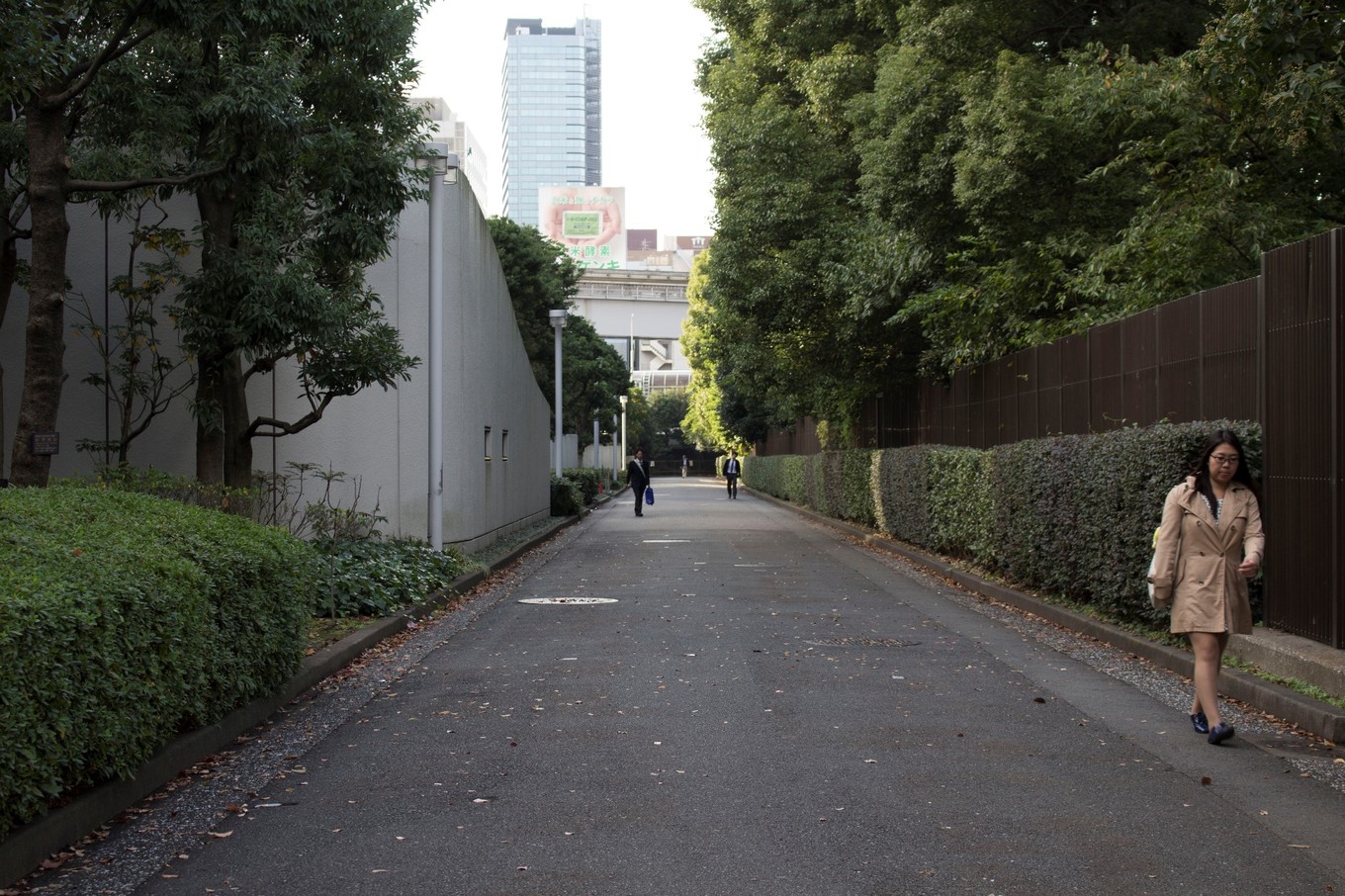 日本物语落樱下的邂逅,浪漫的日本物语