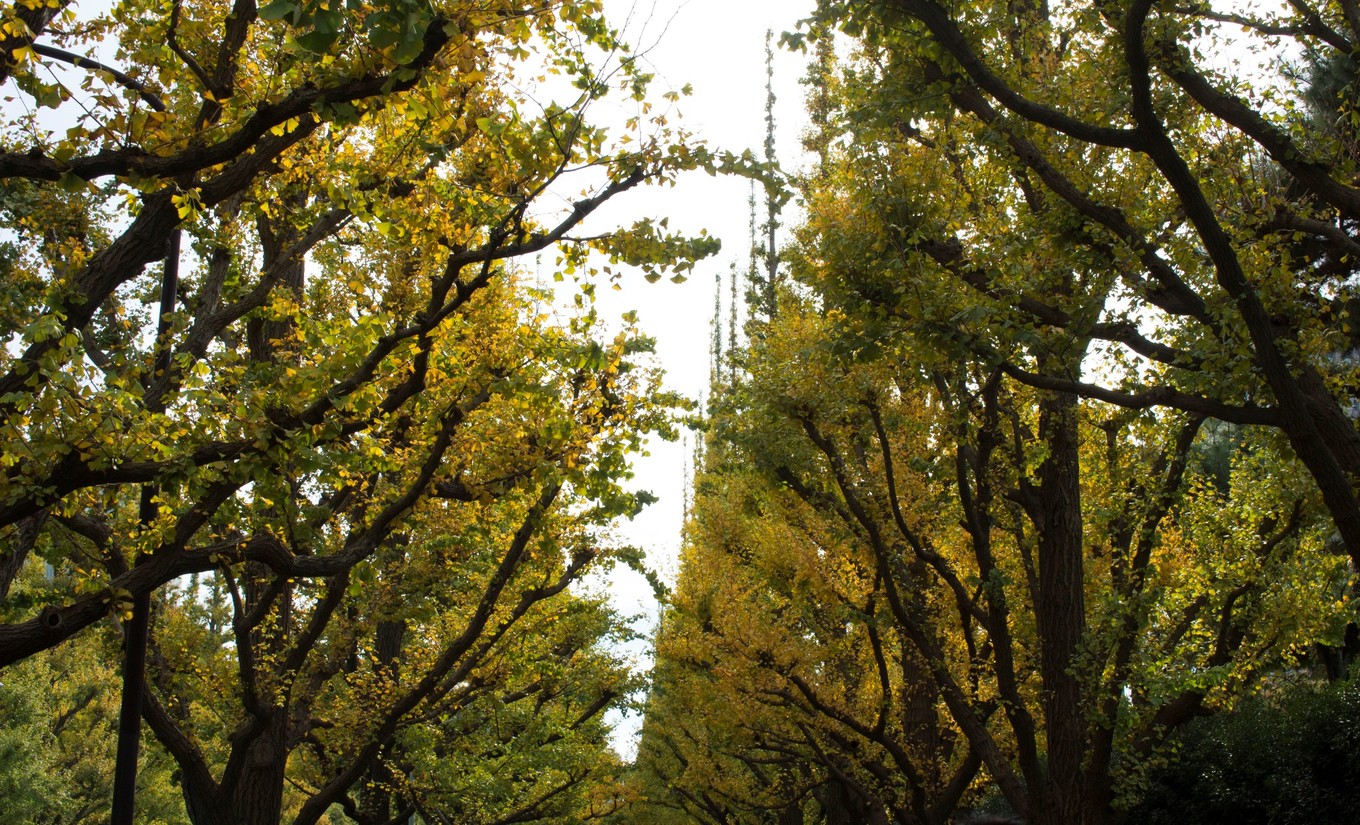 日本物语落樱下的邂逅,浪漫的日本物语