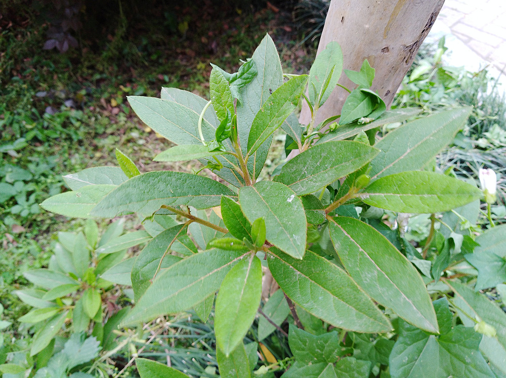 畅享7plus,华为畅享7plus