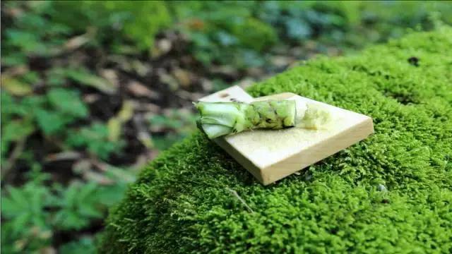 我们最爱吃的是什么,芥末到底有啥好吃的