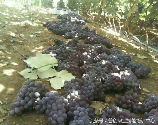 葡萄种植管理技术唐老师,如何管理葡萄才能高产的技术