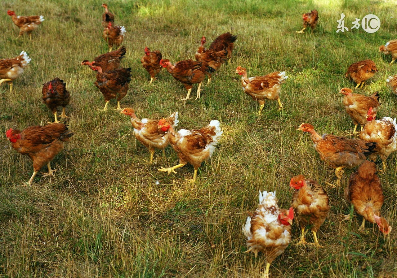 鸡肥了有蛋下不出怎么办,鸡太肥不下蛋怎么处理