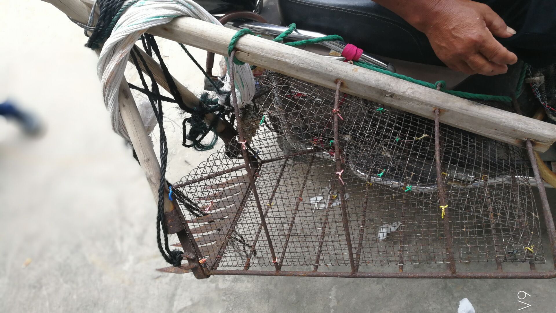 黄蛤怎么捕食,挖青蛤的正确方法视频