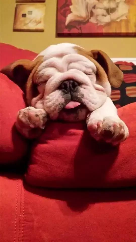 英牛适合在室内养吗,英牛到底好不好养