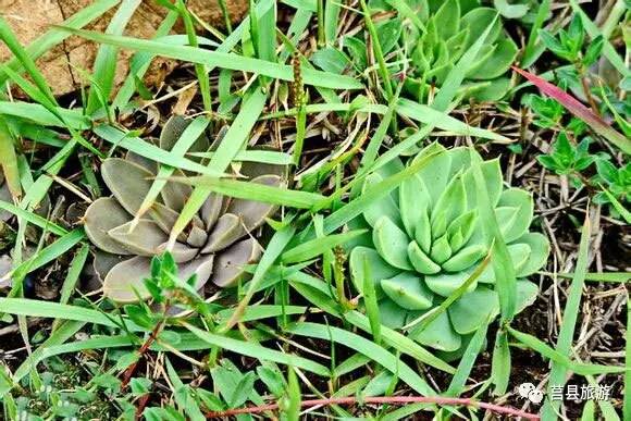 农村山里有什么特产,不起眼的农村土特产是什么