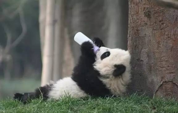 一文解答中药问题,主流奶粉配方大揭秘